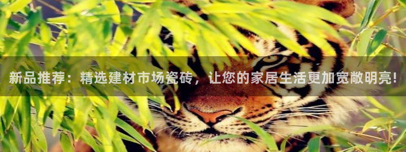 杏鑫平台代理怎么样啊